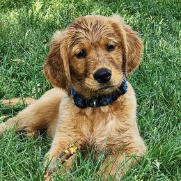 Golden Retriever Puppies from HighRoller Golden Retrievers