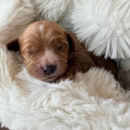 Posy - Red female Cavapoo puppy in Preston, Idaho from Rocking JH Pup Co
