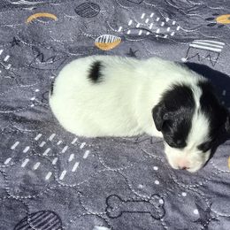 Holly - White and black female Papillon puppy in Hollister, Missouri from Swan Creek Kennel