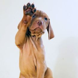 Beagle and Vizsla Puppies from Glade Mill Sporting & Hound