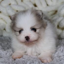 AKC Puma - Cream sable parti male Pomeranian puppy in Albany, Indiana from Hatz Off Puppies
