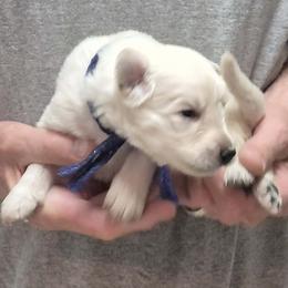 White Blue Boy - White male German Shepherd puppy in Lake George, Colorado from High Country German Shepherds