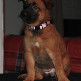 Belgian Malinois Puppies from Pyrex Kennels