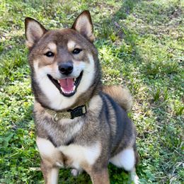 Goma - Shiba Inu