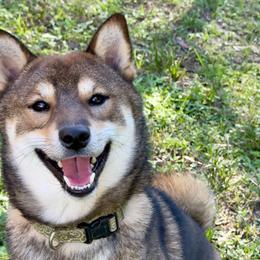 Goma - Shiba Inu