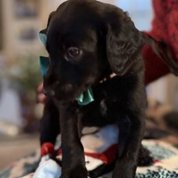 Twilight- Grey Collar - Black female Assorted Doodle Crosses puppy in Norfolk, Virginia from Móraí’s Doodles