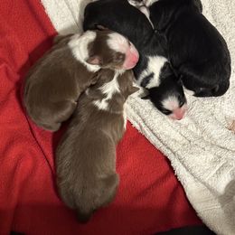 Australian Shepherd puppies from Sandi’s Australian Shepherds