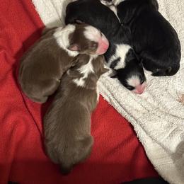 Australian Shepherd puppies from Sandi’s Australian Shepherds