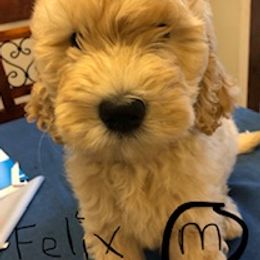 Goldendoodles from East Coast Doodles