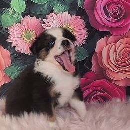 Australian Shepherd Puppies from Whimsical Aussies