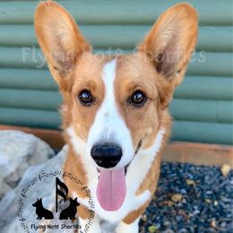 Zeppelin - Cardigan Welsh Corgi