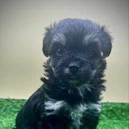 Woolma - Black and tan female Havanese puppy in Hendersonville, North Carolina from Kim's Cove Dog Co.