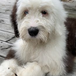 Poodles and Shih Tzus from Animal Crackers