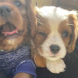 Cavalier King Charles Spaniel Puppies from Colorful Cavaliers