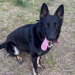Reba - Black and red female German Shepherd puppy in Missoula, Montana from Spartan German Shepherds
