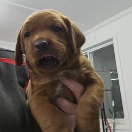 Lincoln - Yellow male Labrador Retriever puppy in Sidney, Nebraska from Nebraska Strong Labradors