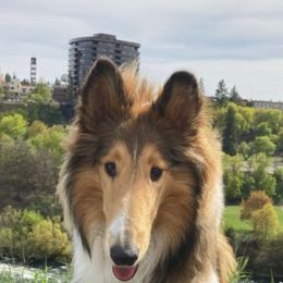 Collies from Wonderwall Collies