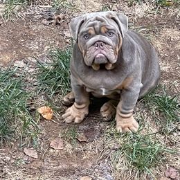 Bulldog Puppies from Bougie Bullies & Birds LLC