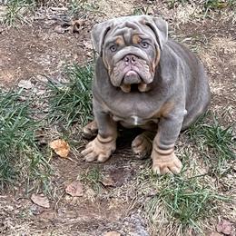 Bulldog Puppies from Bougie Bullies & Birds LLC