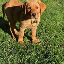Labrador Retriever Puppies from Warnow Labradors