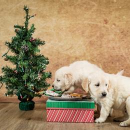 "Pete Mecozzi Photography session 12-07-2020 Christmas Puppies" Golden Retriever Puppies from Golden Borealis