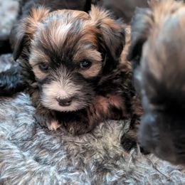 Momo - Sable female Chinese Crested puppy in San Antonio, Texas from Charming Cresteds Kennel
