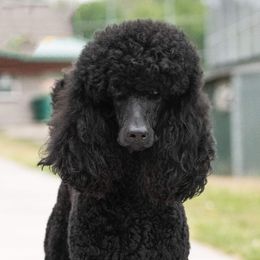 Zoey - Poodle