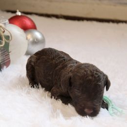 Choco latte - Chocolate female Goldendoodle puppy in Arlington, Texas from Chambers Doodle Patch