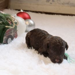Choco latte - Chocolate female Goldendoodle puppy in Arlington, Texas from Chambers Doodle Patch