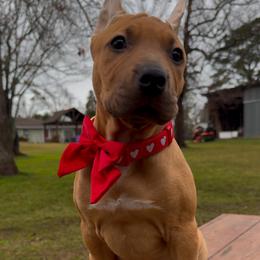 CASHMERE - Fawn sable female American Bully puppy in Texas from TEXAS BULLY FAMILY