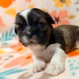 Sarah - Black gold and white female Shih Tzu puppy in Hemet, California from Aloha Shih Tzu