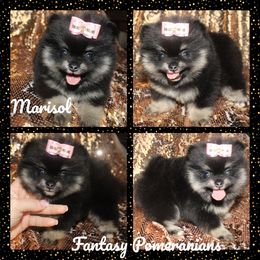 Marisol - Black and tan female Pomeranian puppy in Anna, Texas from Fantasy Pomeranians & Fantasy Aussies