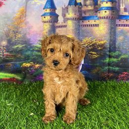 Purple Collar - female Cavapoochon puppy in Waterford, California from Windy Hill Doodles