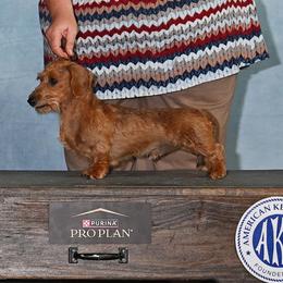 Waylon - Dachshund