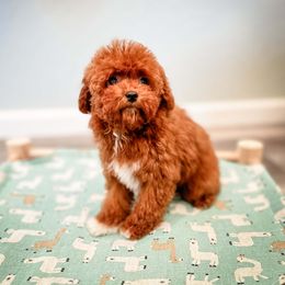 Jasper - Companion Cross