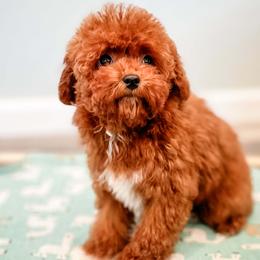 Jasper - Companion Cross