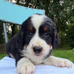 Brave - Tri-color male Bernedoodle puppy in Sherman, Illinois from Shirl Doodle Life
