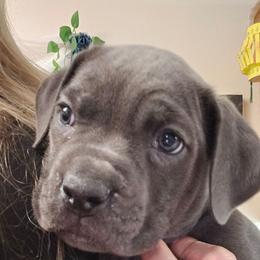 Yellow Collar Female - Gray brindle female Cane Corso puppy in Lewistown, Montana from Corsi Amore Kennels