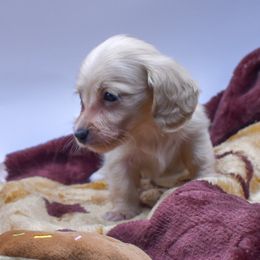 Puppy 3 - Cream female Dachshund puppy in Maurice, Louisiana from Hart Dachshunds