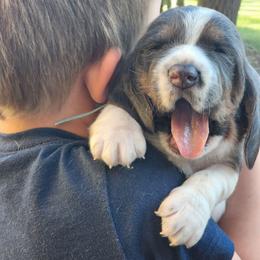 Jake Sully - Black and brown male Basset Hound puppy in Surprise, Arizona from Howlin Hounds