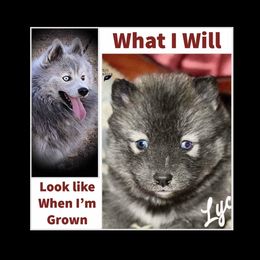 Lycan rare wolf silver pup. - Silver male Pomsky puppy in Perkins, Oklahoma from A-Dream Pomsky Kennel