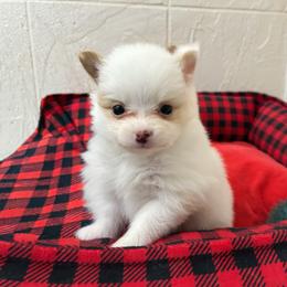 Cream and white spot - Cream parti female Pomeranian puppy in Weatherford, Texas from COCO'S POMS AND FRENCHIES