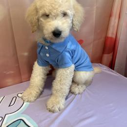 Remy - Apricot male Poodle puppy in Mobile, Alabama from Semmy’s Standard Poodle LLC