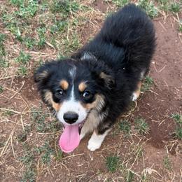 Billy - Black tri male Miniature Australian Shepherd puppy in Shingletown, California from Whiskeytown Aussies