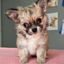 Scotch ( do not apply without reading description) - Black sabled fawn male Chihuahua puppy in Spring Hill, Florida from Stardom Chihuahuas