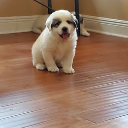 Great Pyrenees Puppies from Gulf Coast Pyrenees