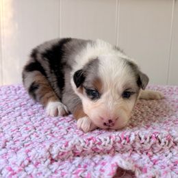 Cookie - Blue merle female Australian Shepherd puppy in Placerville, California from BFF Aussies