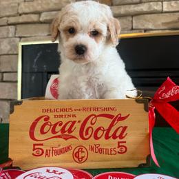Sophie Ann - Red roan female Cockapoo puppy in Holton, Indiana from MoonShine Babies