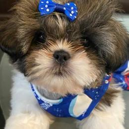 Shih Tzu Puppies from Grandma Ts Precious Puppies