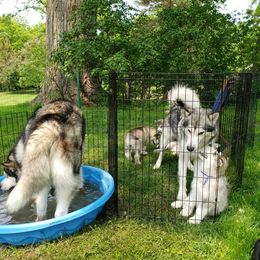 Alaskan Malamute Puppies from Delphi Alaskan Malamutes